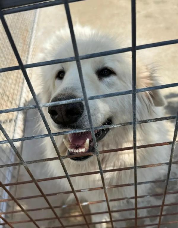 3anni SPARIRÀ A GIORNI IN CANILE SENZA VOLONTARI!! CALABRIA  Foto 3